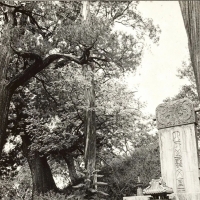 晚清曲阜孔林孔子墓