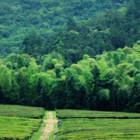 先师，请用茶——径山竹茶书院这场祭孔，和你想的不一样