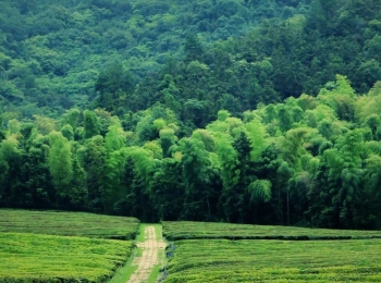 先师，请用茶——径山竹茶书院这场祭孔，和你想的不一样