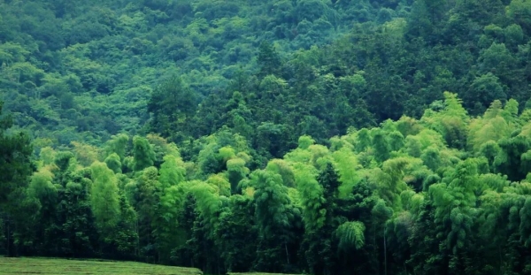 先师，请用茶——径山竹茶书院这场祭孔，和你想的不一样